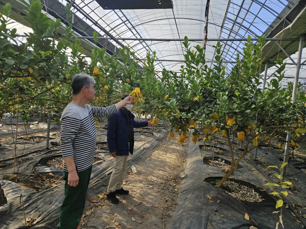 신소득 작물 불수감 재배 농업인 심현수
