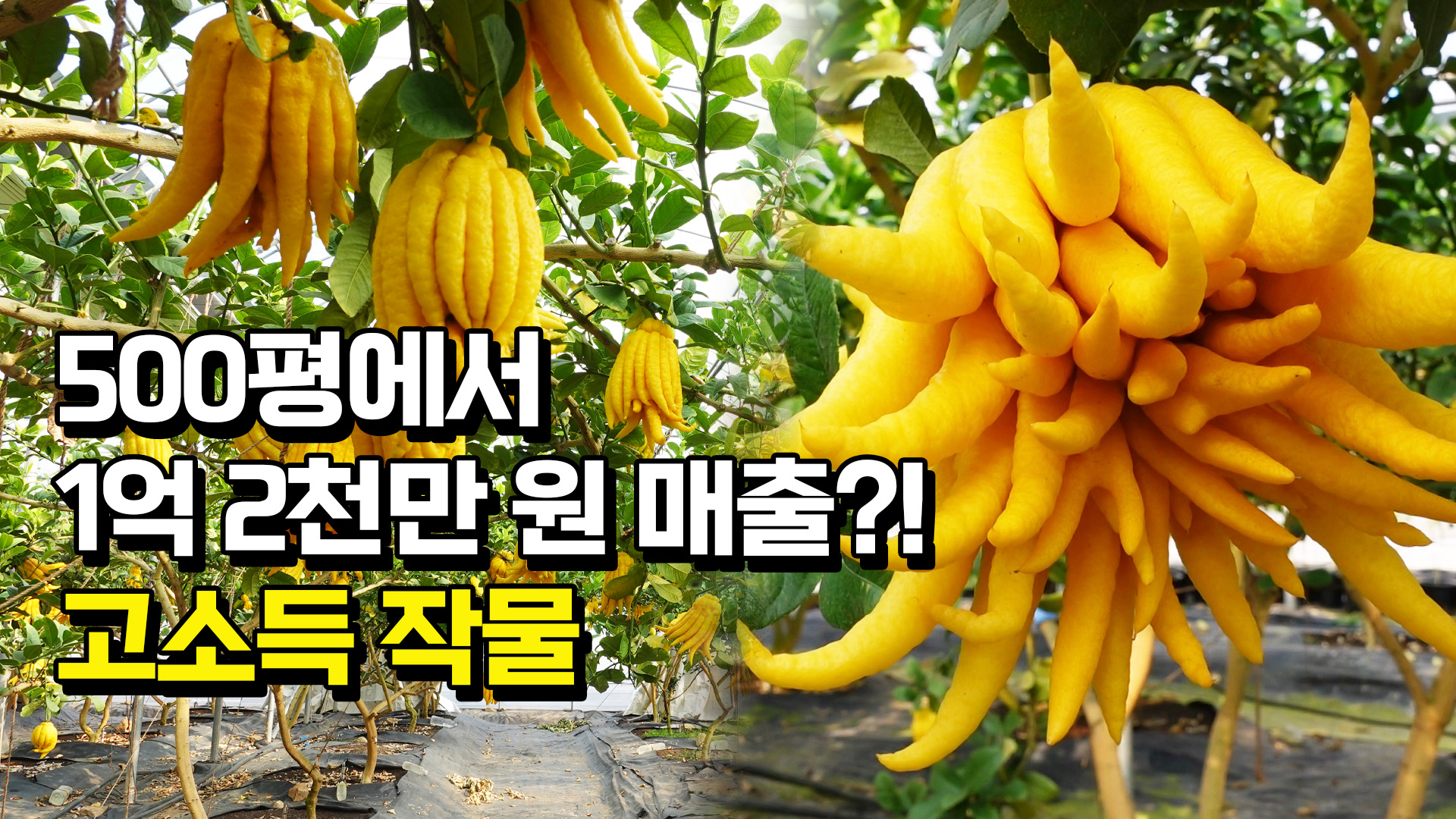 전국 유일 불수감 농장 !  